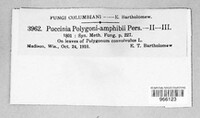 Puccinia polygoni-amphibii image